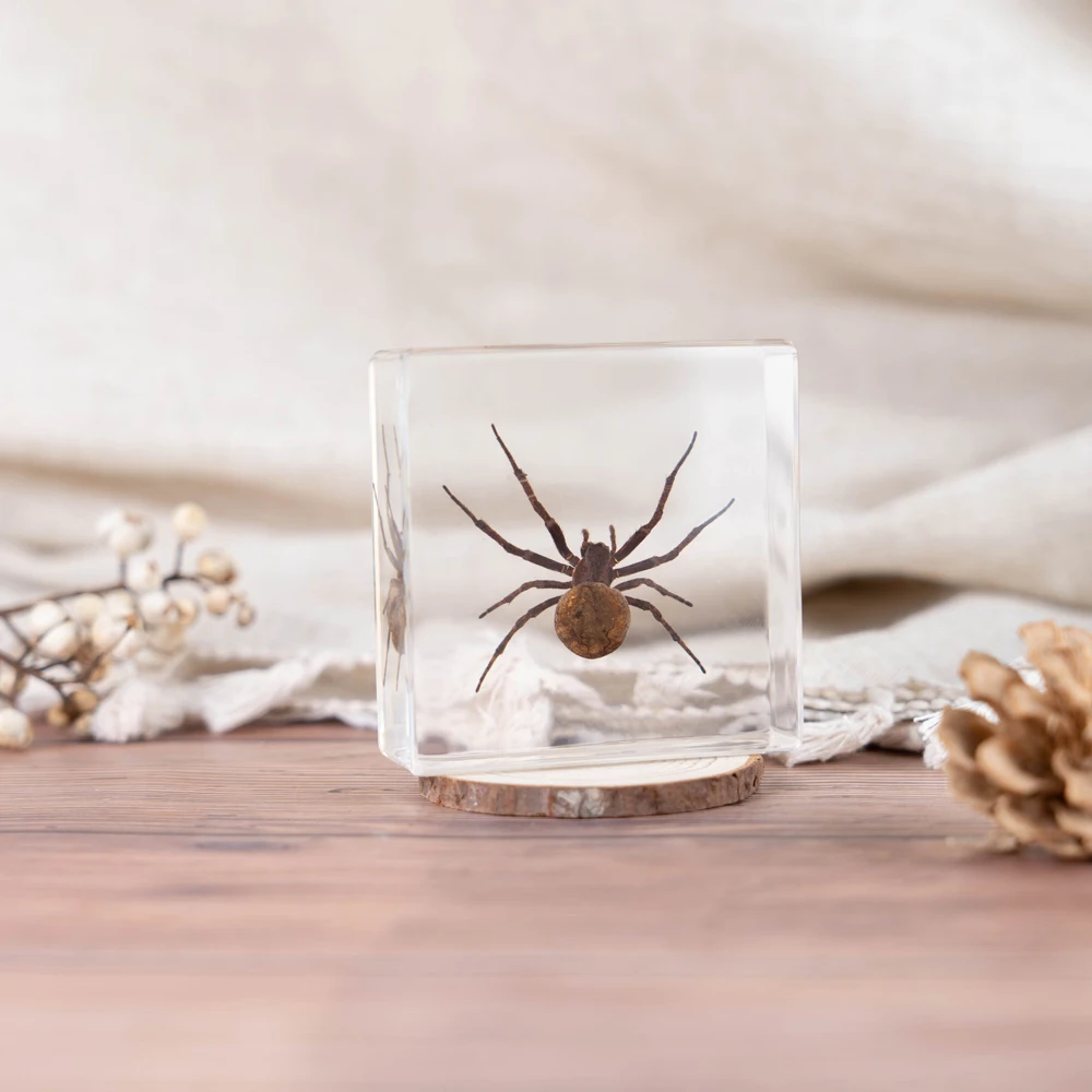 Real Insects Resin Paperweight Scorpion Spider Rectangular Solid High Transparent OEM ODM Custom Wholesale Bulk Paper Weight