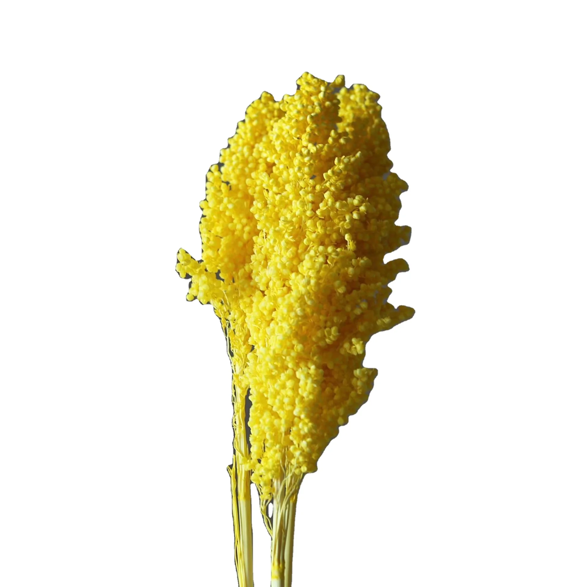 Wholesale Cheap Decorative Flowers Natural Dried Popular Kaoliang Bouquets Sorghum For Gifts