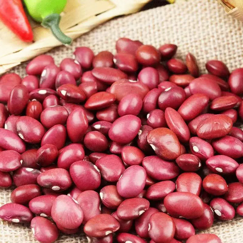 Dried Small Red Kidney Bean Good Quality Red Kidney Beans for Exporting
