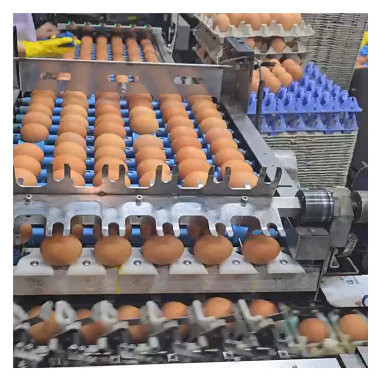 Multifunctional Automatic Egg Grading Packing Machine 500 Capacity New and Used for Chicken Egg Sorting and Packing