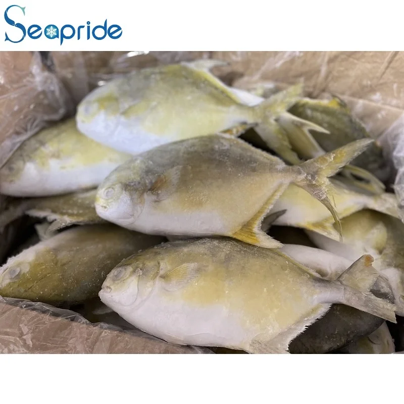 Farmed Pomfret Round Frozen Whole Golden Pompano
