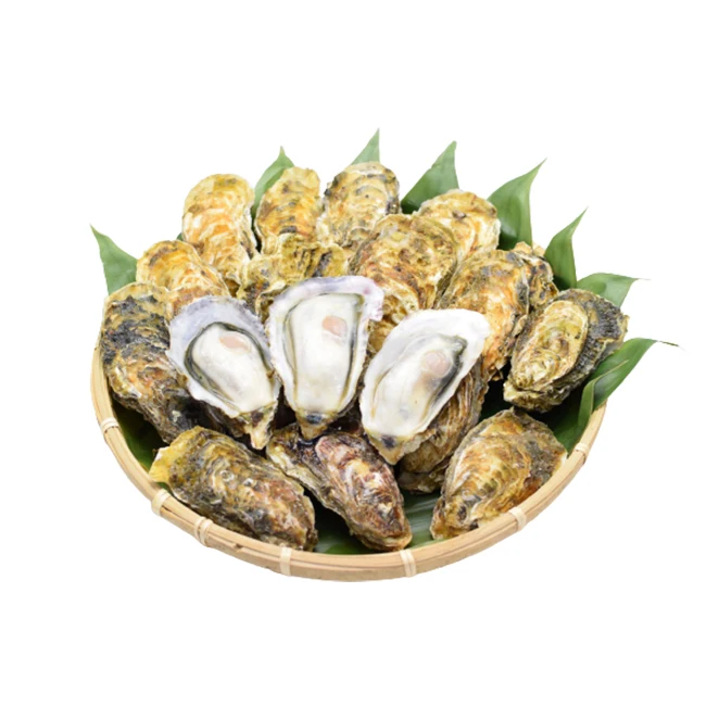 Security Safety Raw Sea Top Shell Alive Oyster Harvest for Food