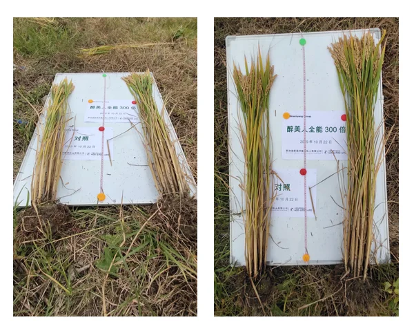 
Organic Liquid State root growth promoter amino acid Ca biofertilizer Hydroponic Nutrients Solution Natural Vigor Rootage 