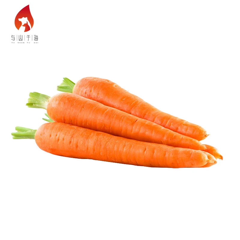 China Export Manufacturer Supply Fresh Vegetables Carrot Fresh Carrots