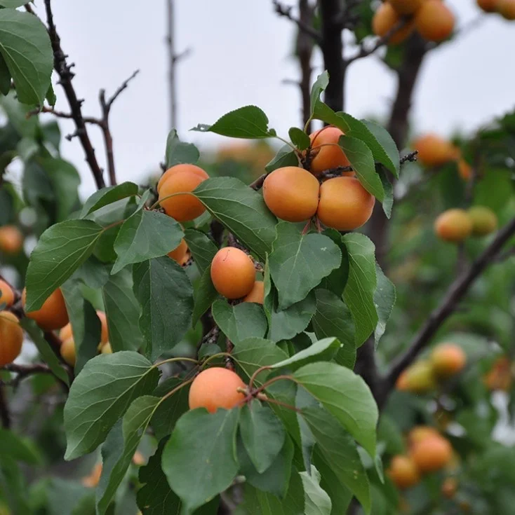 High quality woody plants Apricot fruit trees seedling live plants tree