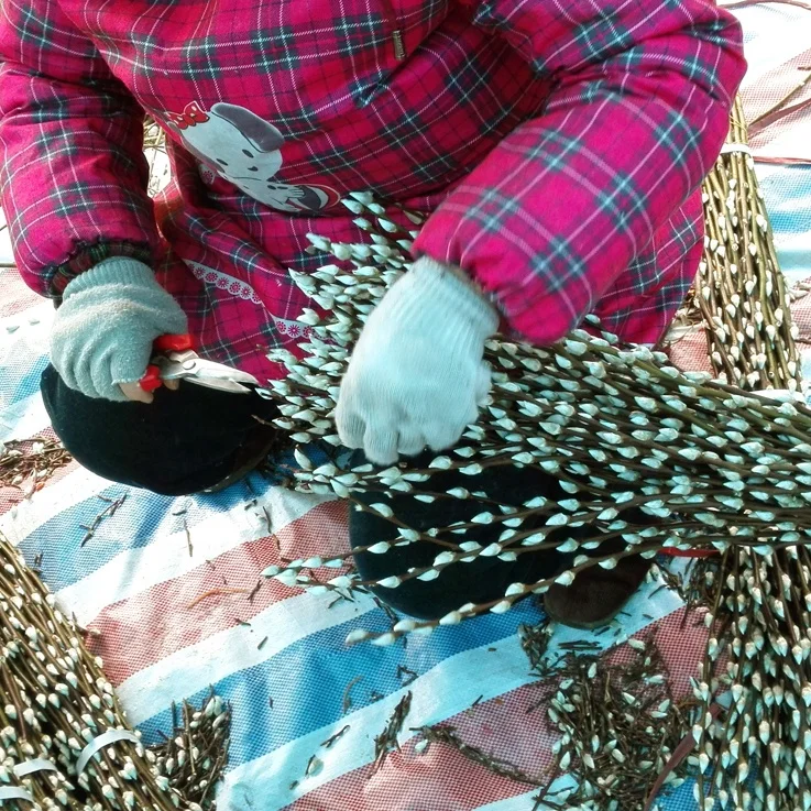 High quality fresh cut flower pussy willow salix for home decoration cut flower exporters