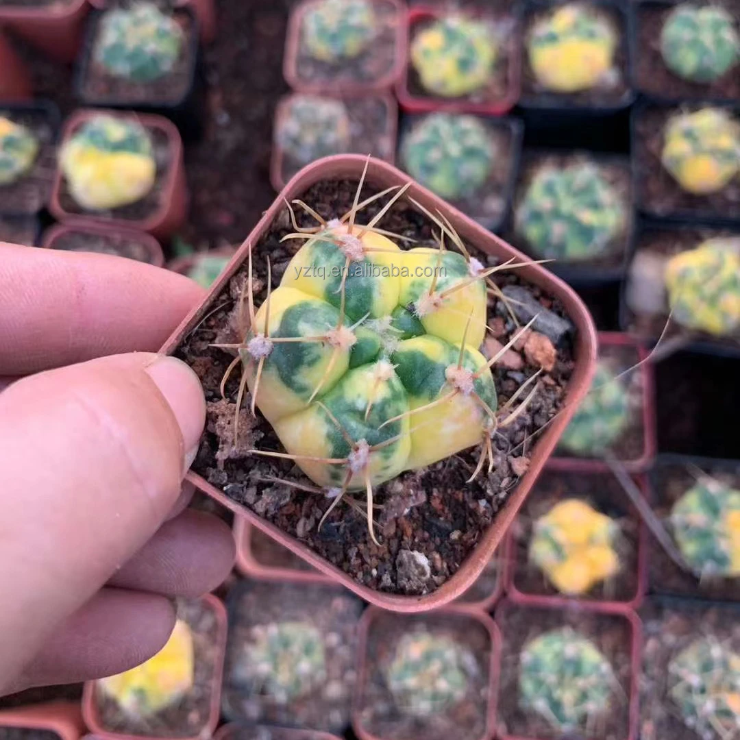 Real plants Nature Variegata cactus Gymnocalycium denudarum  bonsai plant rare plants for garden nursery decoration