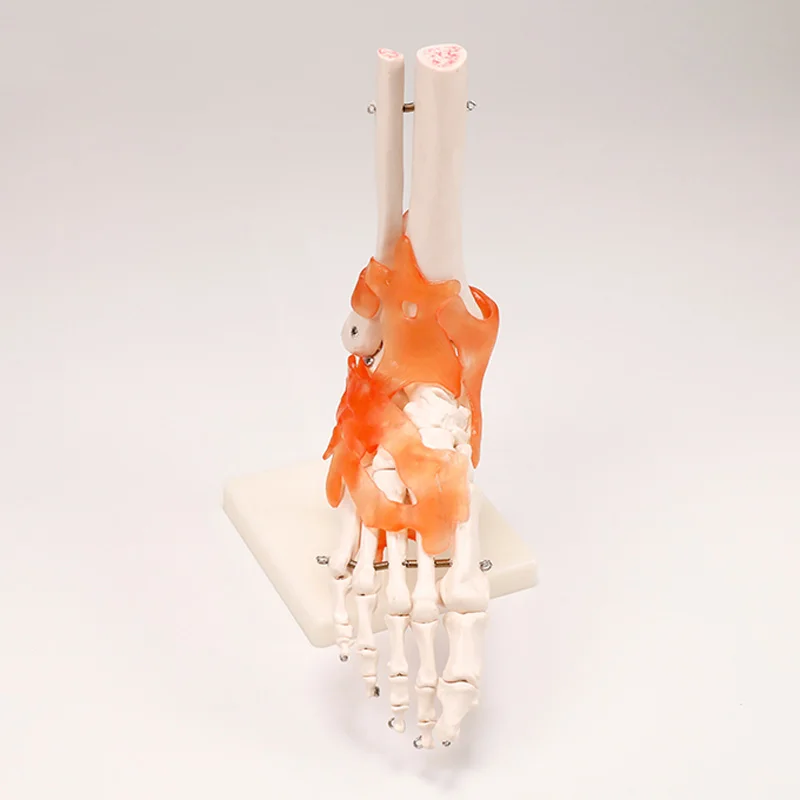 BIX-A1028 High quality medical anatomical foot joint model with ligament Life-size Human Foot Joint Model with ligaments