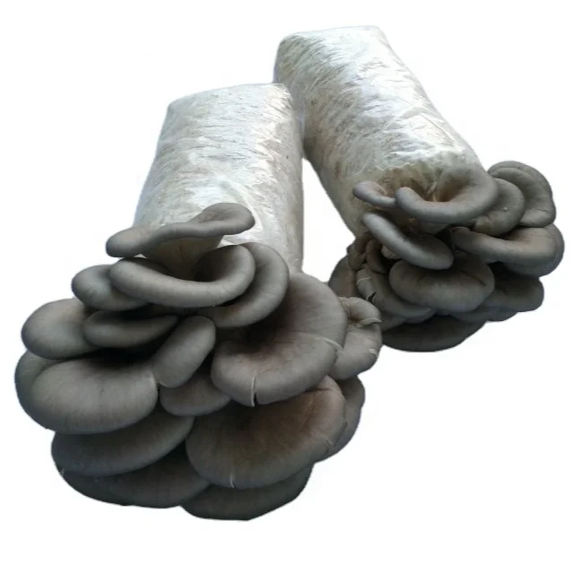 Transparent PE Plastic Oyster Mushroom Spawn Grow Bag without Filter for Shiitake Oyster Mushroom Cultivation