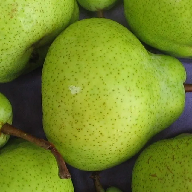 Южная Африка супер качество свежие PACKHAM TRIUMPH PEARS оптовая продажа