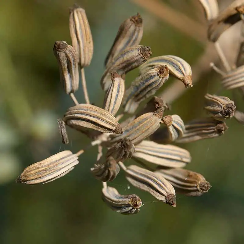 
Reasonable price Fennel Seed with Good Price for Exports 