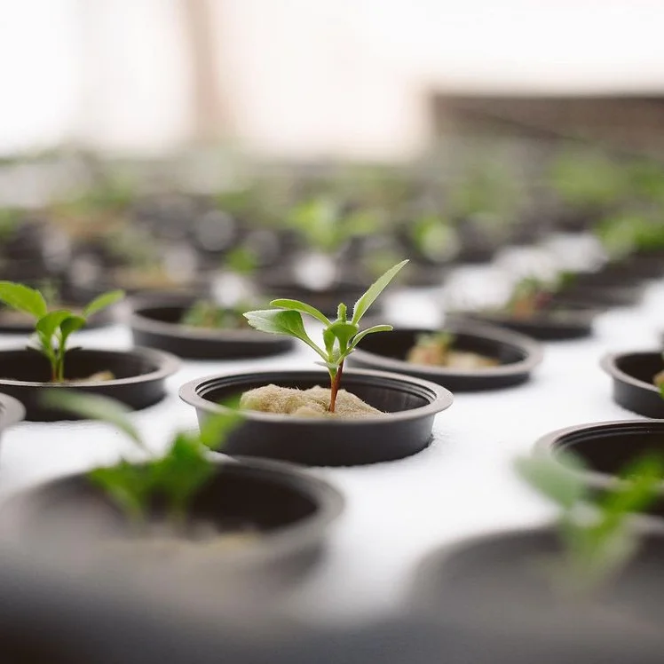 Гидропонная минеральная вата 80 кг/м3 каменная куб для рассады