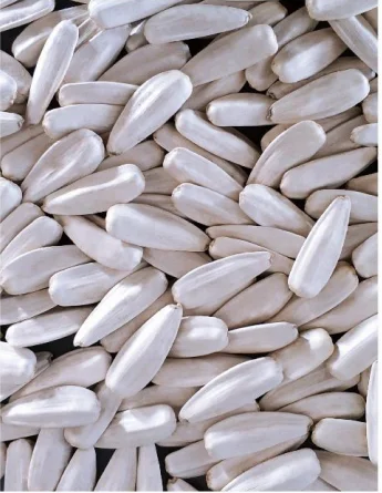 Hybrid f1 edible white sunflower seeds S6608