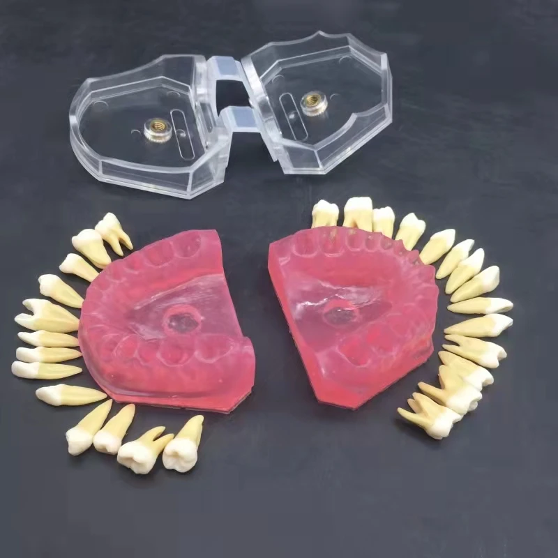 Dental Standard Model Teaching Denture Model Student Doctors Practice Tooth Extraction Model