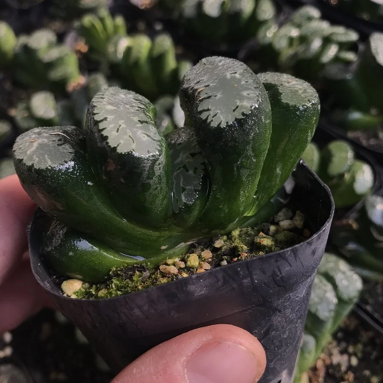 
wholesale plants sale natural succulents Haworthia 