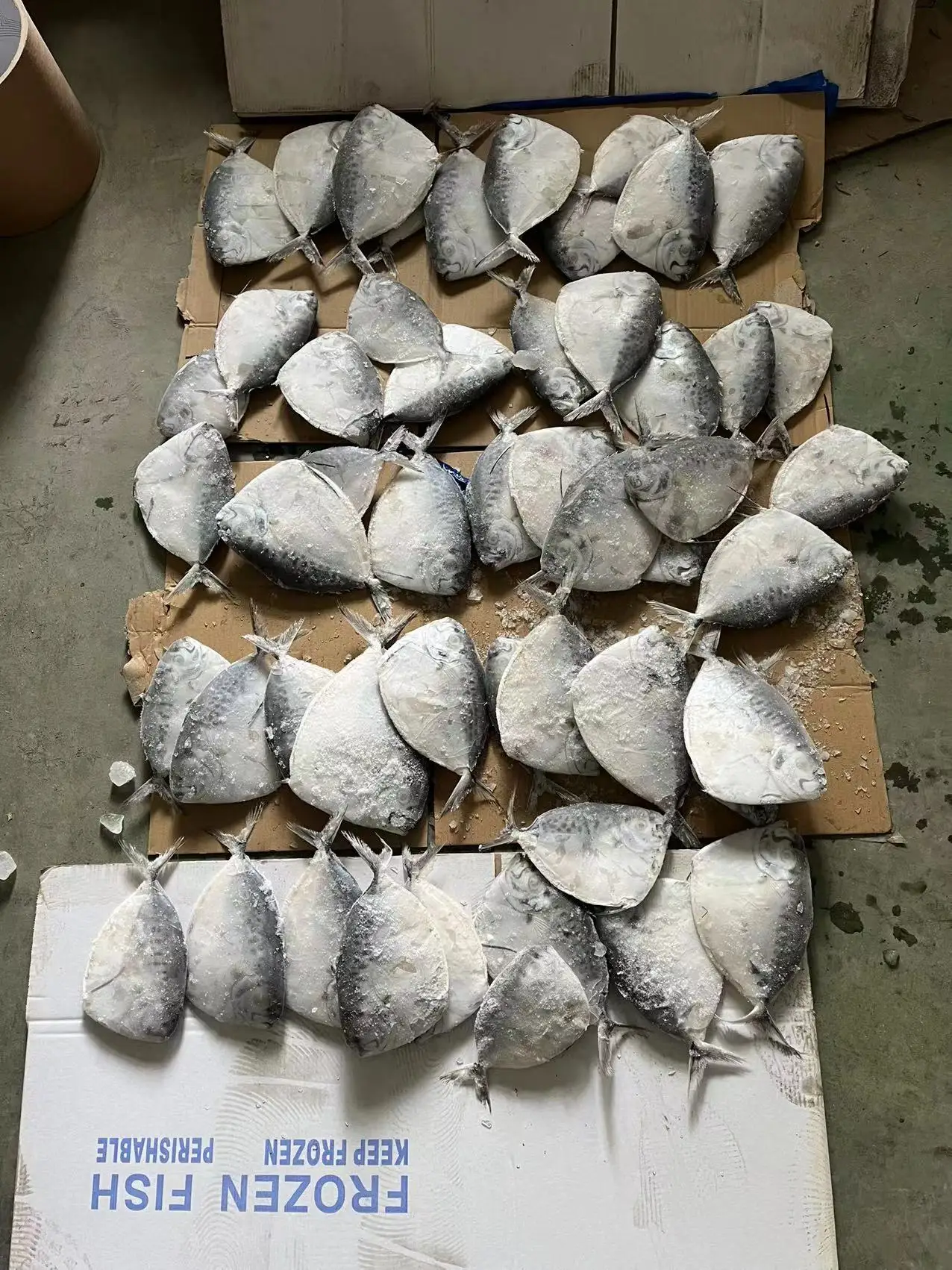 Moonfish Mene Maculata Good Sale Moon Fish Cheap