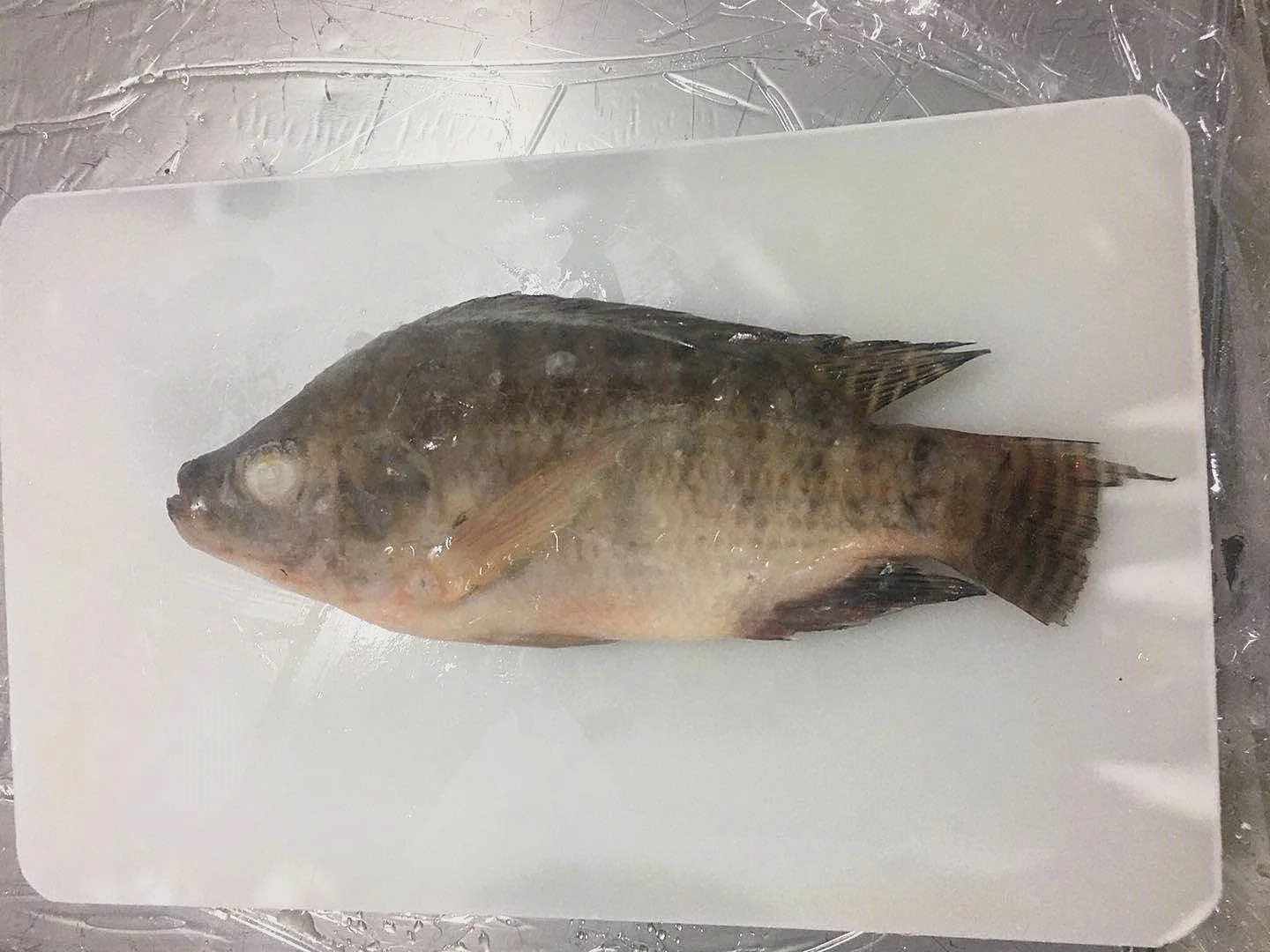 
Factory Supply Frozen Whole Round Tilapia Fish 