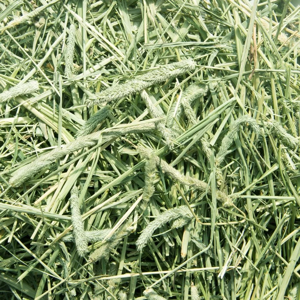 
Animal Feed Timothy Alfalfa Lucern hay in bales wholesale 