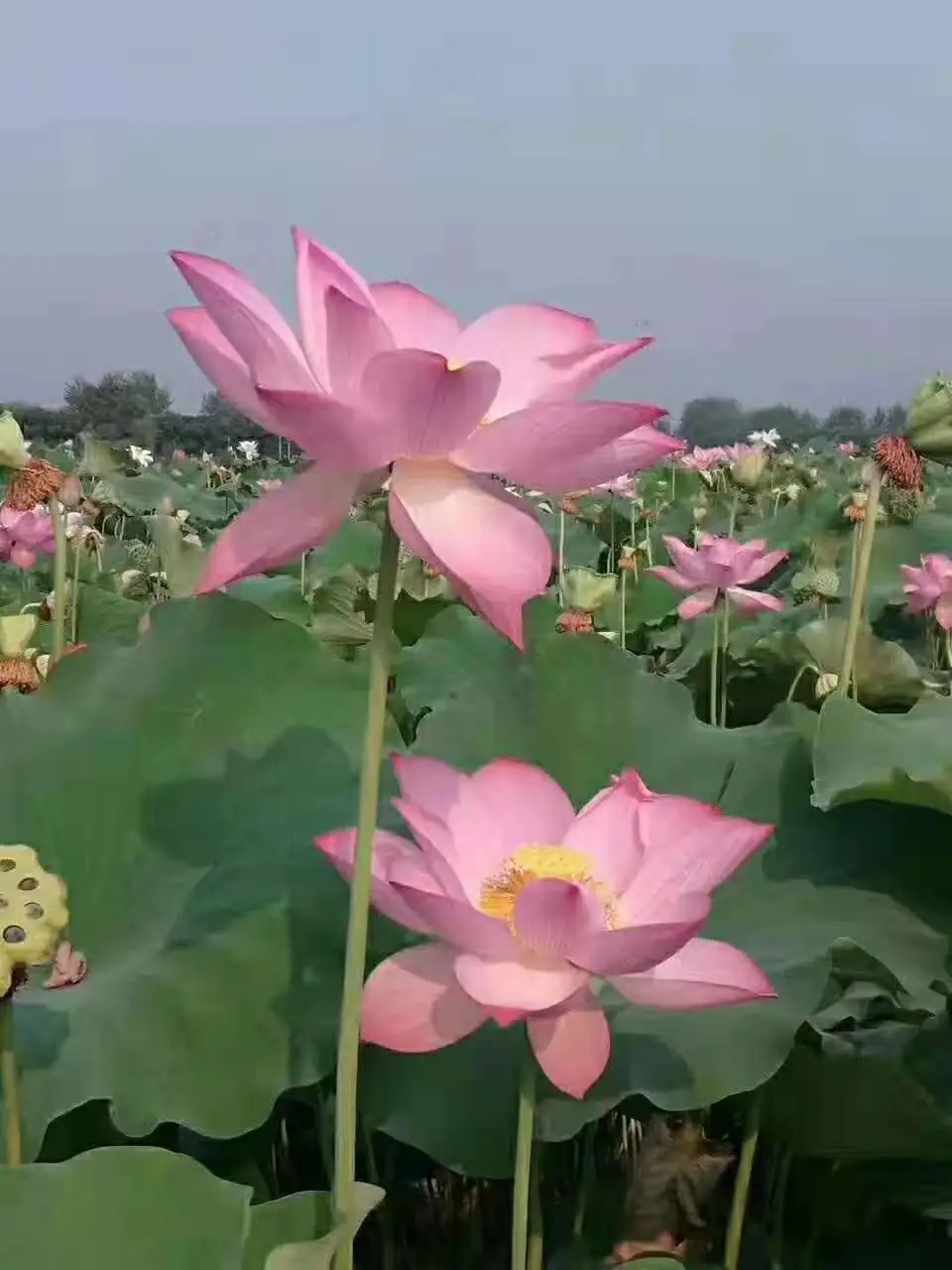 Новинка 2021, свежая пыльца louts высокого качества, 100% чистая пчелиная пыльца, хорошая акция