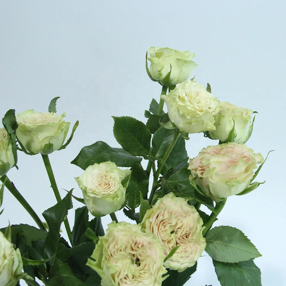 Exported Long Last Real Rose Flower Wholesale Fresh Flower Store Shop for Wedding Home Decoration