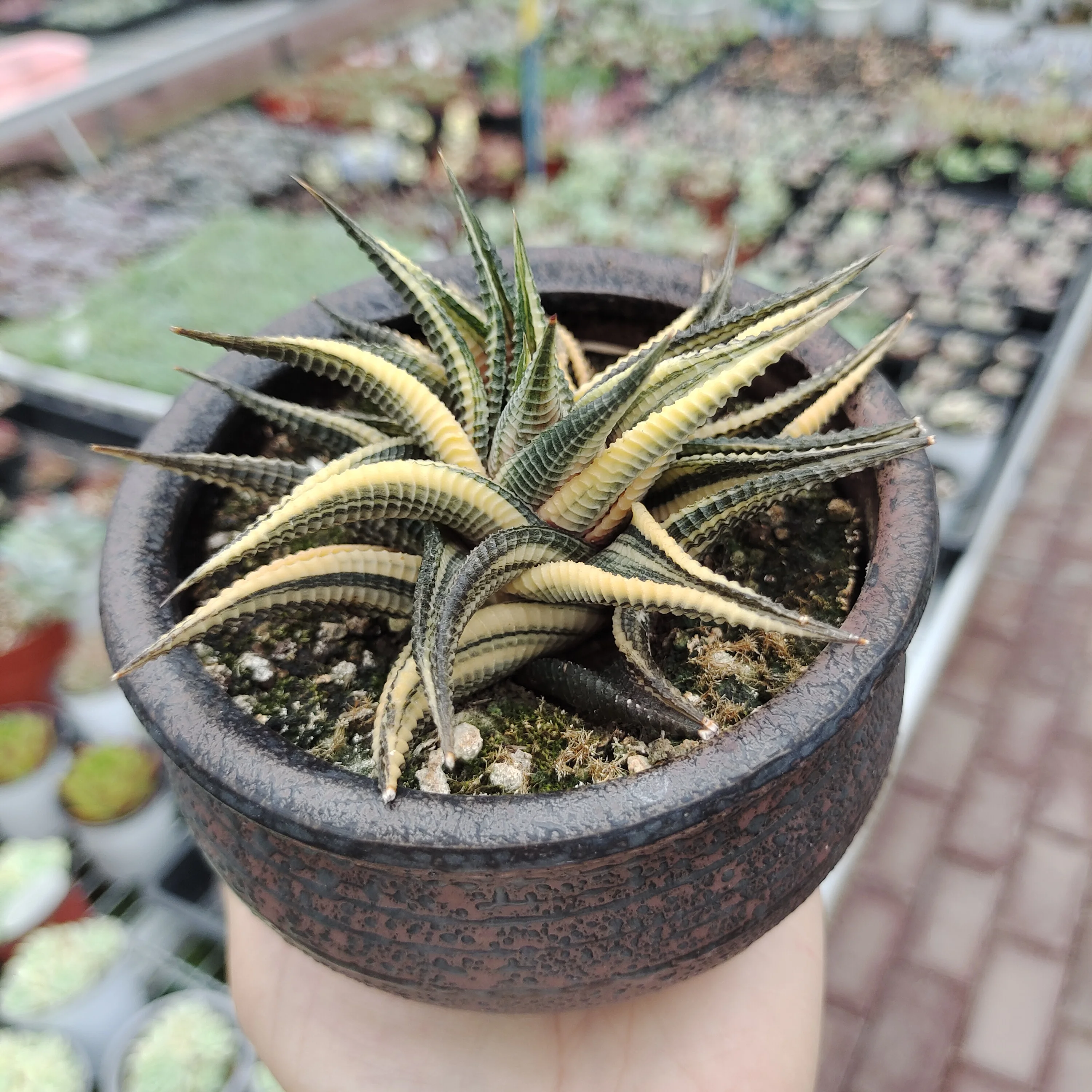 Ceramic pot for live succulents seedling  planter for house plants