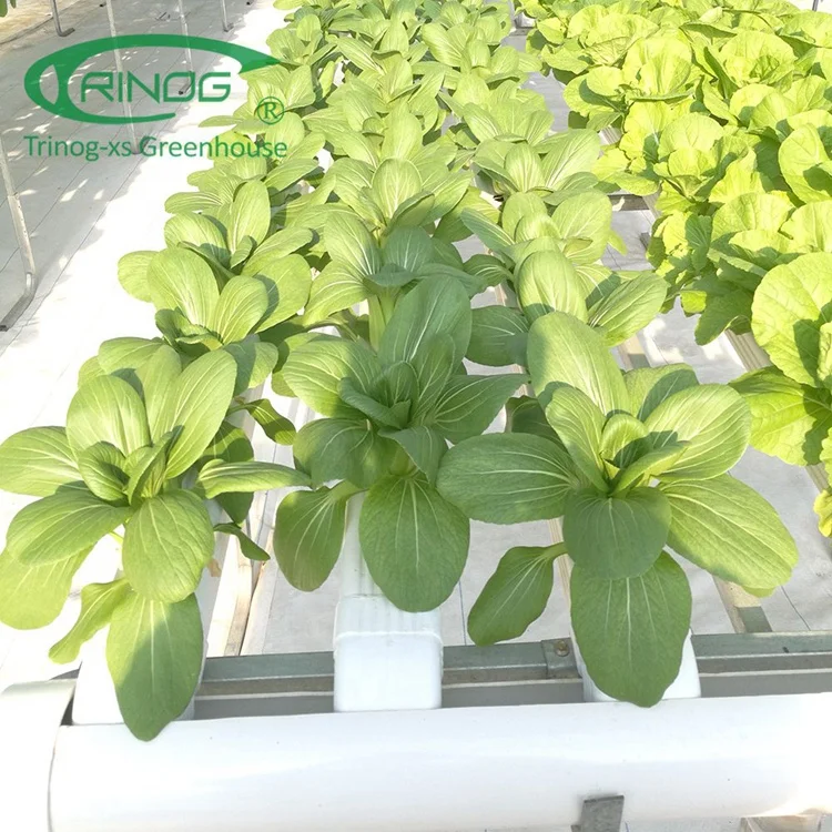 Trinog Greenhouse indoor smart farming automatic nft channel hydroponics equipment with fertilizer