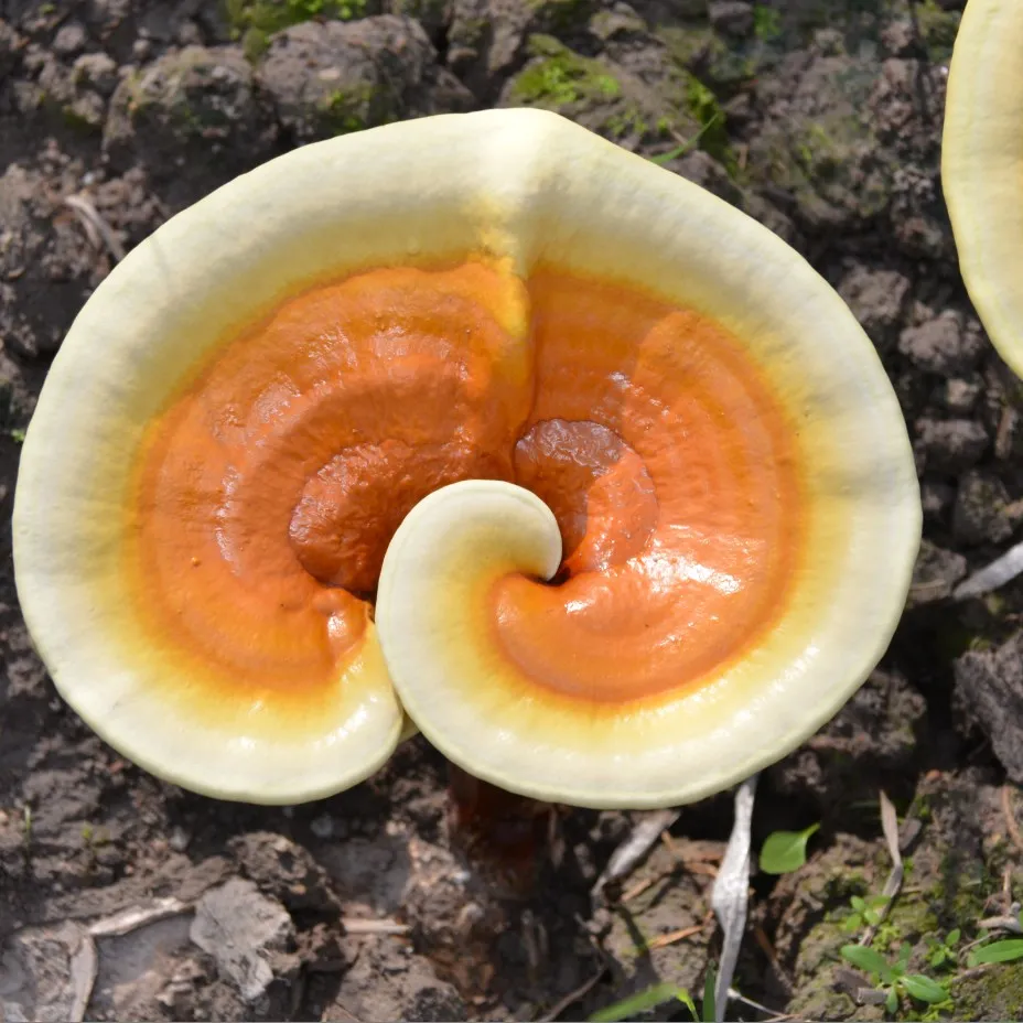 
Whole Dried Ganoderma Lucidum Red Reishi Mushroom Lingzhi Fruit Body With USDA Organic 