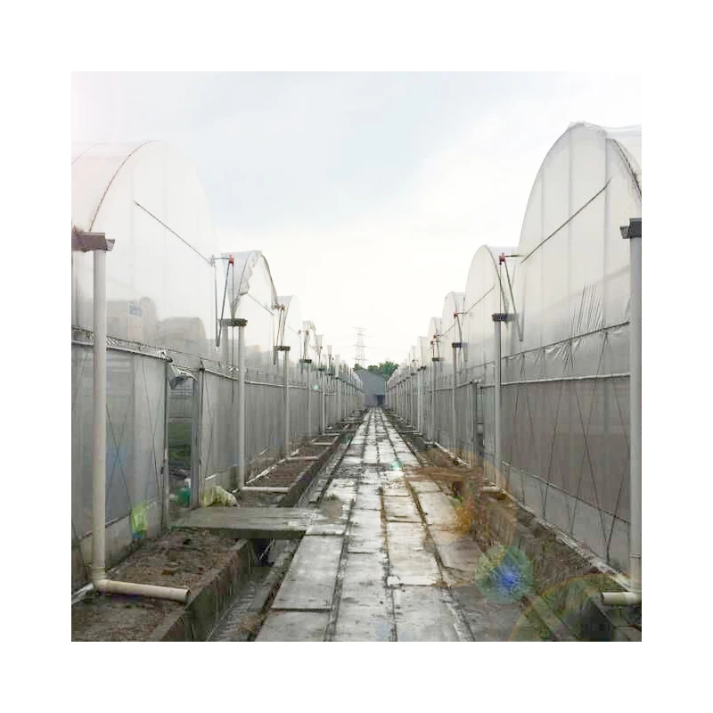 Factory Wholesale Multi-span Poly film greenhouses for agricultural business