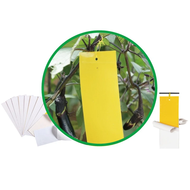 professional yellow fly trap eco-friendly fruit flies trap multifunctional glue board fly trap