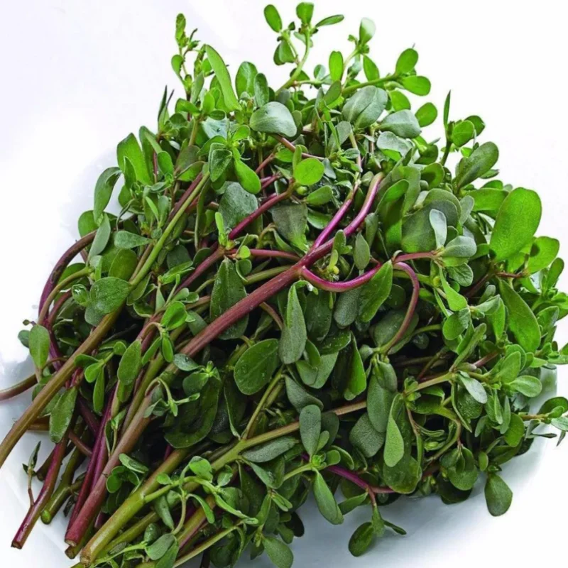 Manufacturers directly supply cosmetics and skin care raw material extract Portulaca Oleracea Extract Liquid