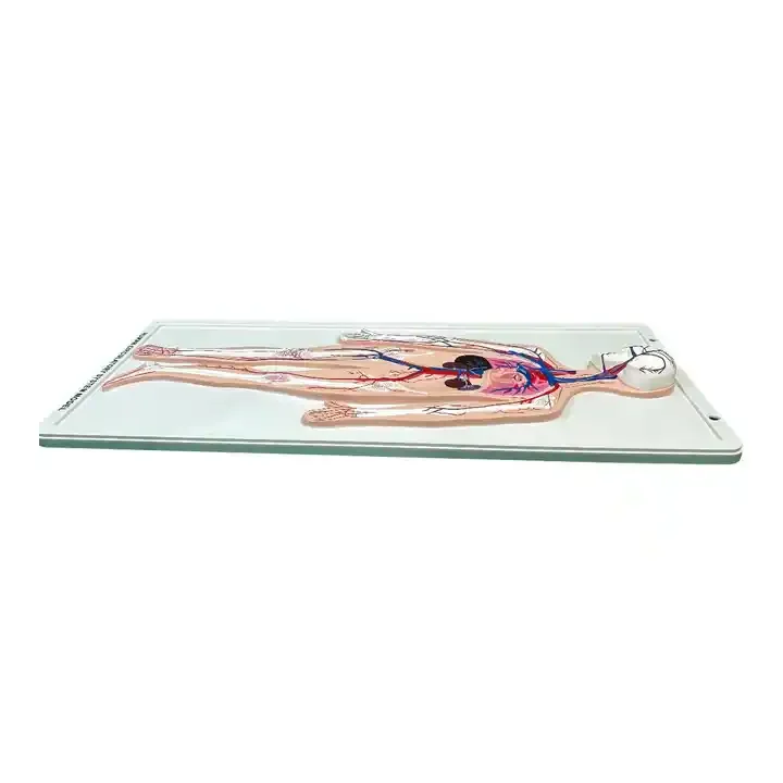 Model of Human Blood Circulatory System for Teaching Human Anatomy Medical Science