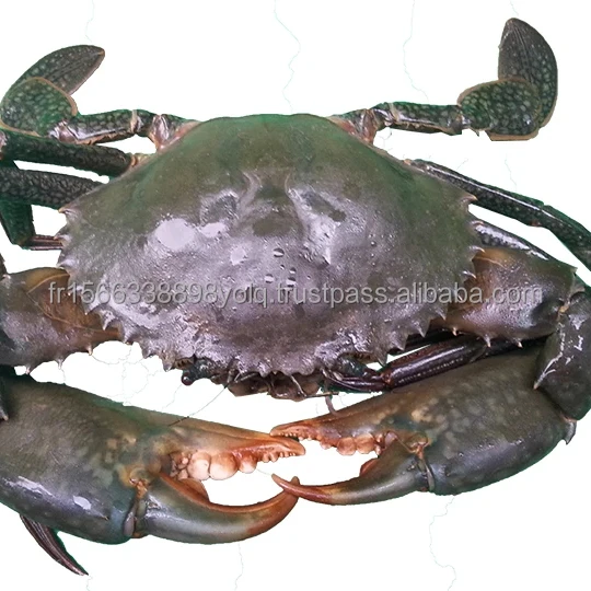 Frozen Madagascar Raw Whole Mud Crab (200-300g)