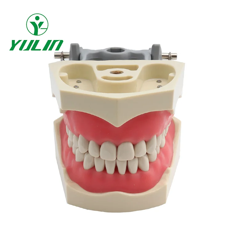 Модель зубных протезов, модель для обучения стоматологии, стандартная модель со съемными винтовыми зубьями 28/32, специальная цена