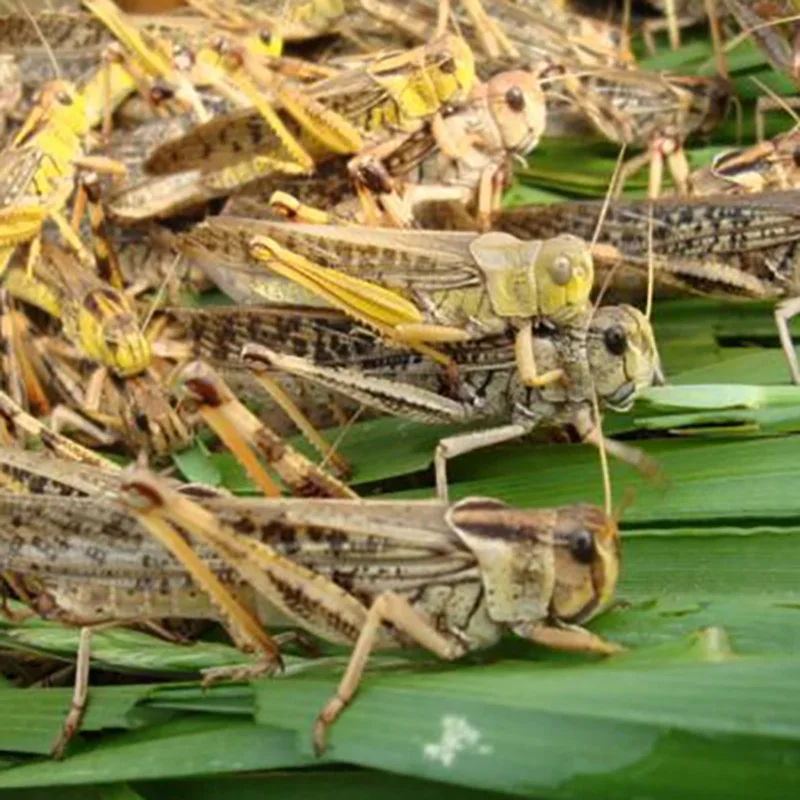 100% green natural insect protein of dried locusts for poultry feed