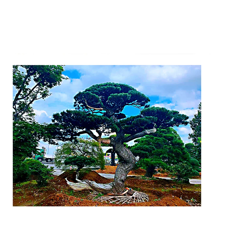 Семена деревьев на открытом воздухе, настоящий бонсай, Горшечное растение, сделано в Японии