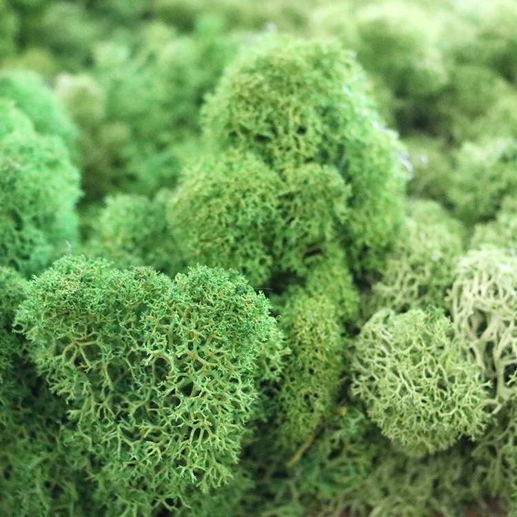 China DIY Material natural plants reindeer moss stabilized dried preserved sphagnum moss