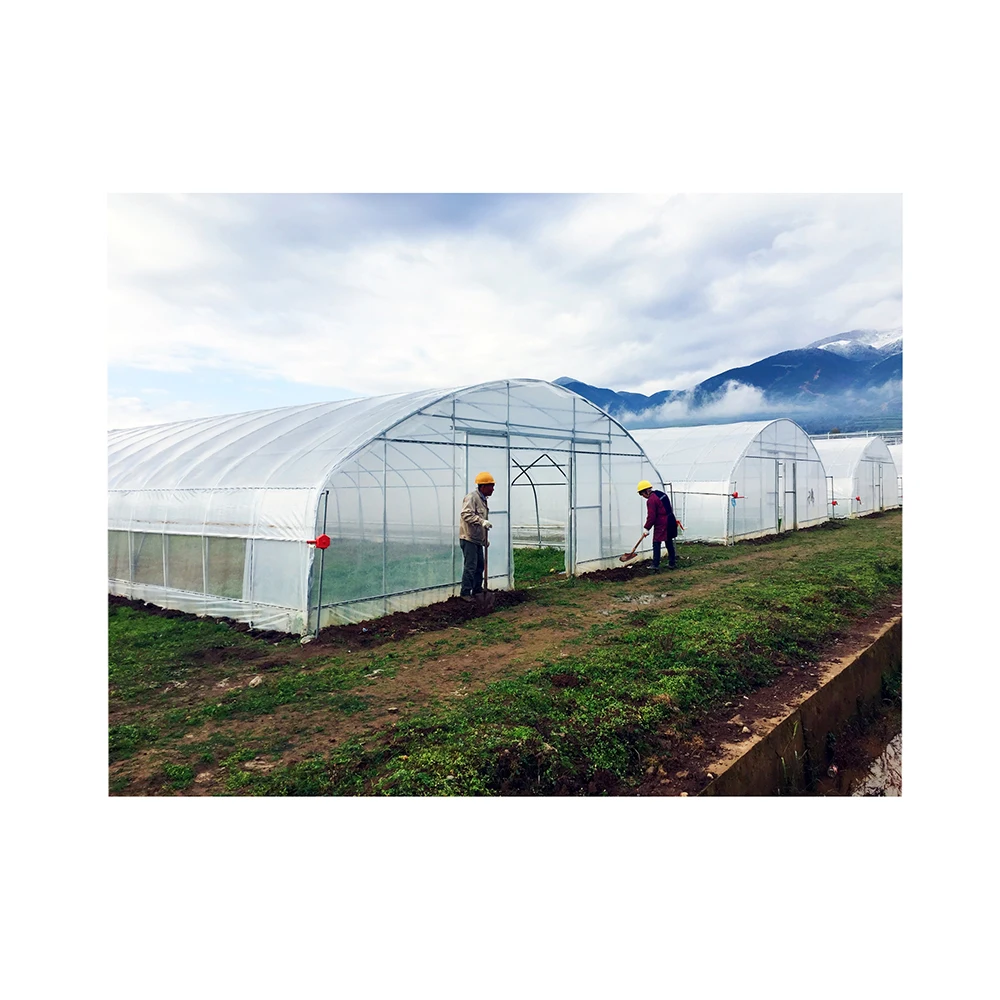Flim tunnel horticultural green house for farming  Fruit & Vegetables Small Agricultural Greenhouse