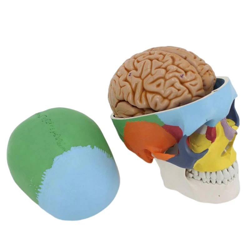 Colored Human Skull Model Life Size Anatomical Anatomy Adult Head Model Medical Teaching Skeleton Head Studying