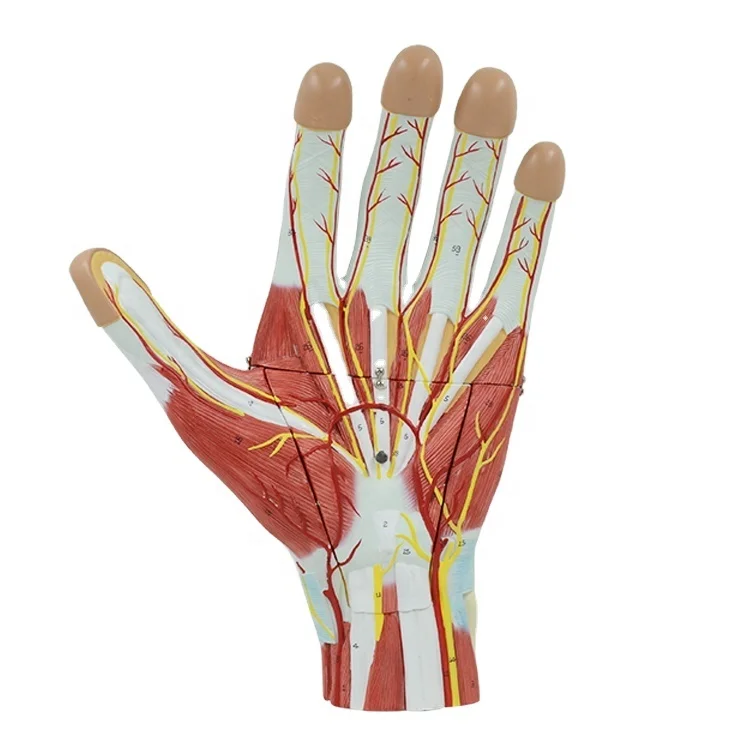 PNT-0342 enlarged human hand muscle anatomical model blood vessel and nerves