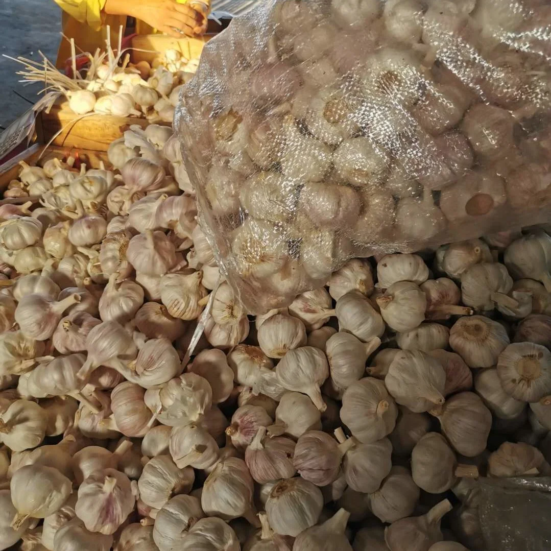chinese garlic price / low rates fresh garlic of high quality / small packing white garlic
