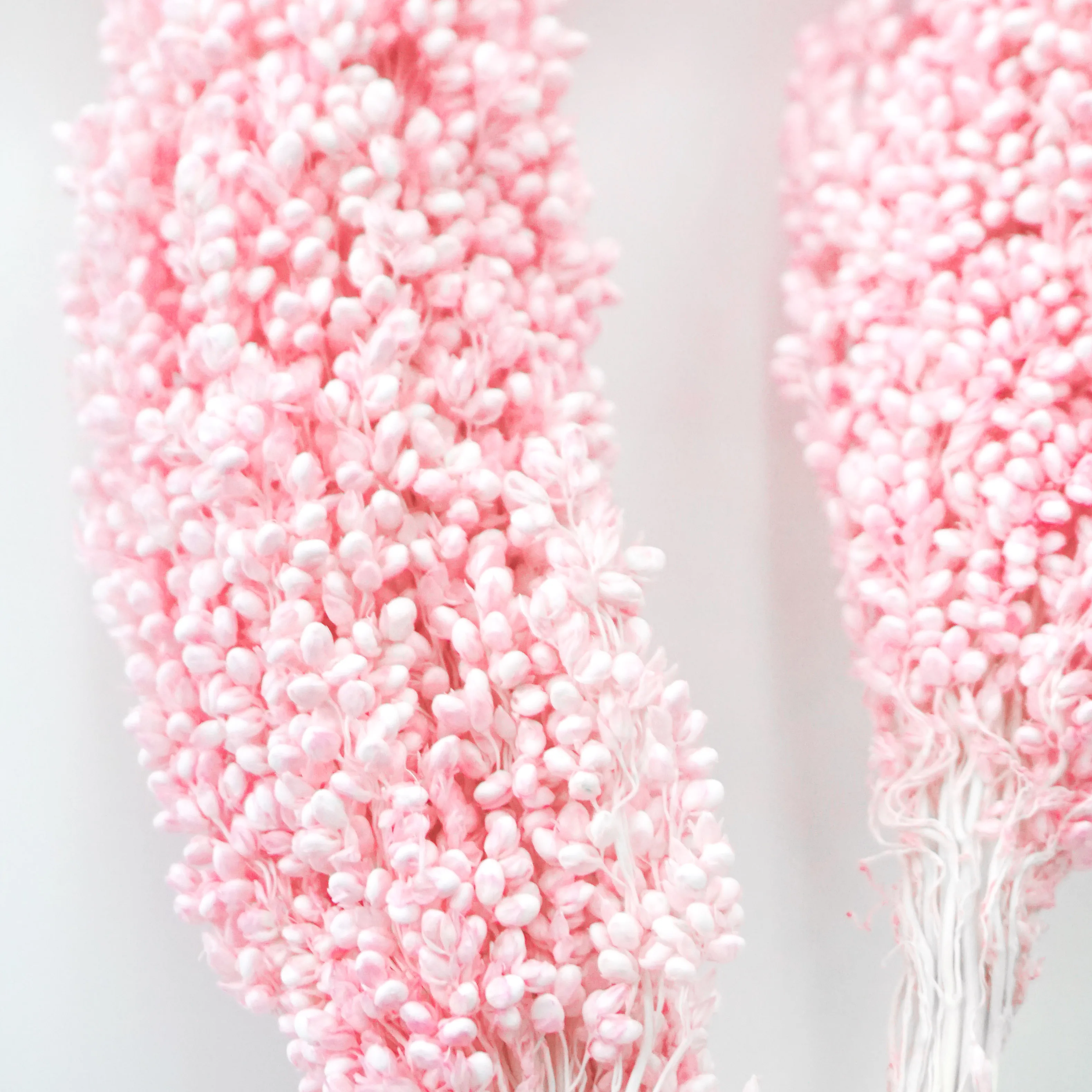 The Most Popular Dried Plants And Flowers On INS Dried Flowers Decoration Sorghum