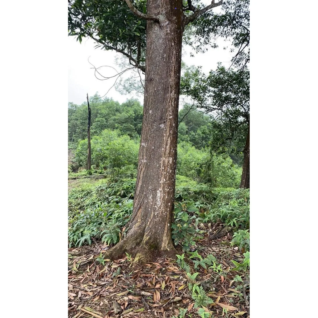 Стандартный Средневосточный рынок Дубая, Лидер продаж, дешевые деревянные бревна из акации для импортеров из Вьетнама