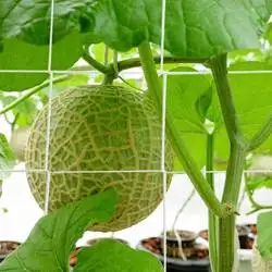Support Mesh /Cucumber/Bitter Gourd Netting Climbing Plant Support  Plant Climbing Trellis Netting