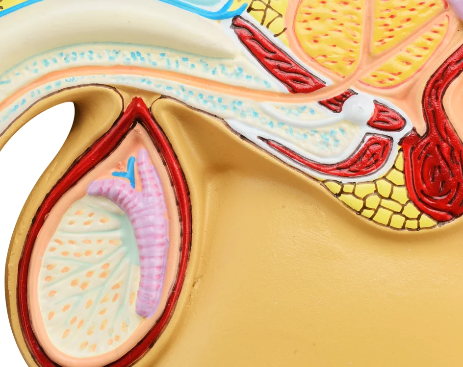 Medical model human urinary reproductive system of males anatomie pelvis with genital model