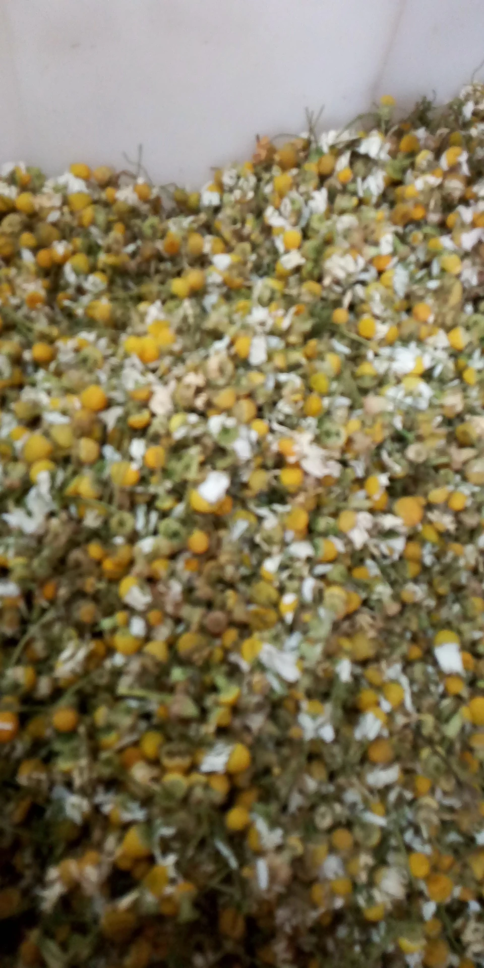 Сушеные из чистого кашемира высокое качество сырья Chamaemelum nobile цветы ромашки