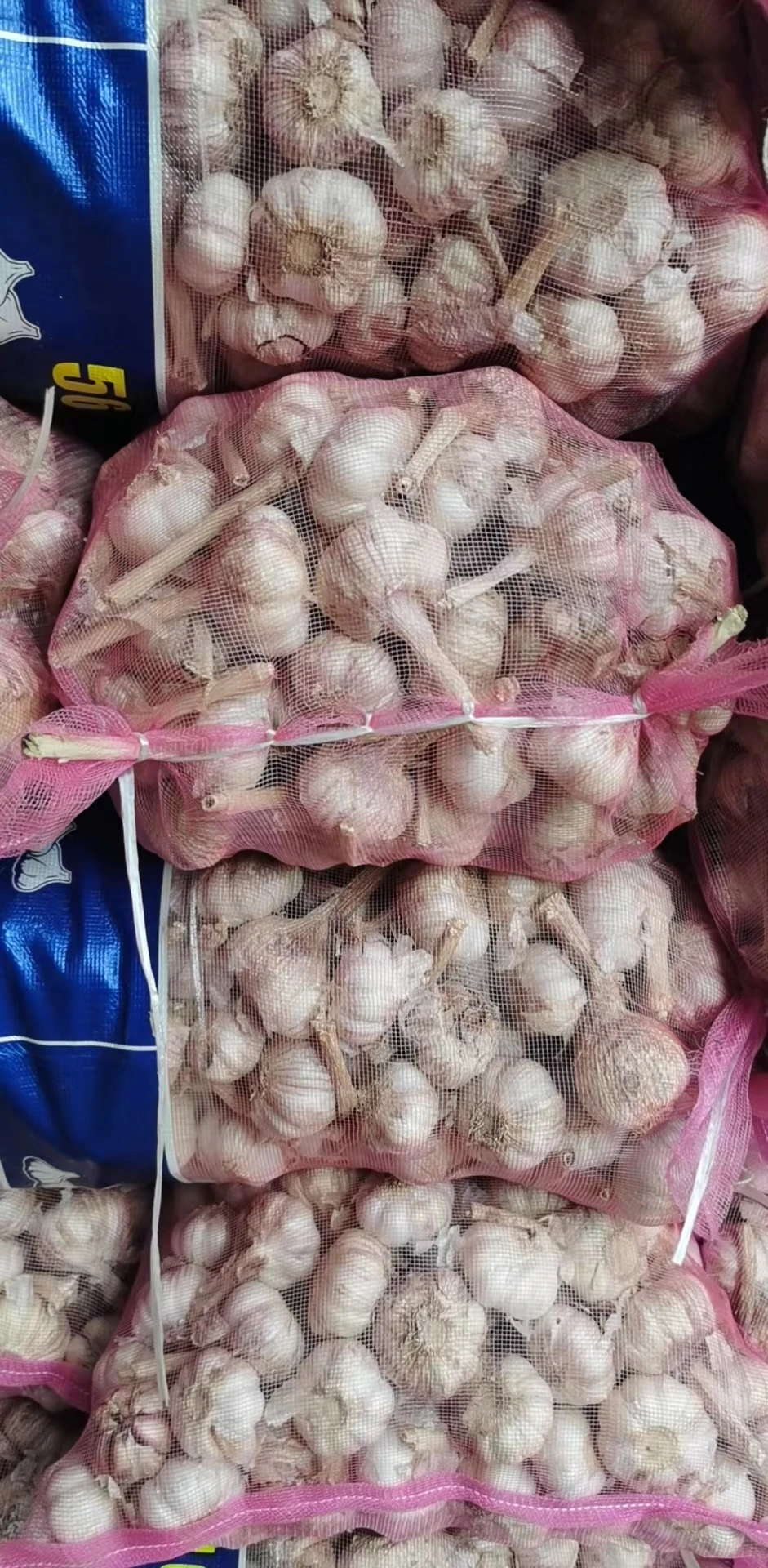 Garlic Price in China Fresh Normal White Style China Gap  Weight Origin Type Size Product Place Model HACCP SHN