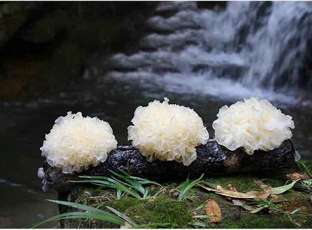Factory supply snow fungus polysaccharide tremella fuciformis extract