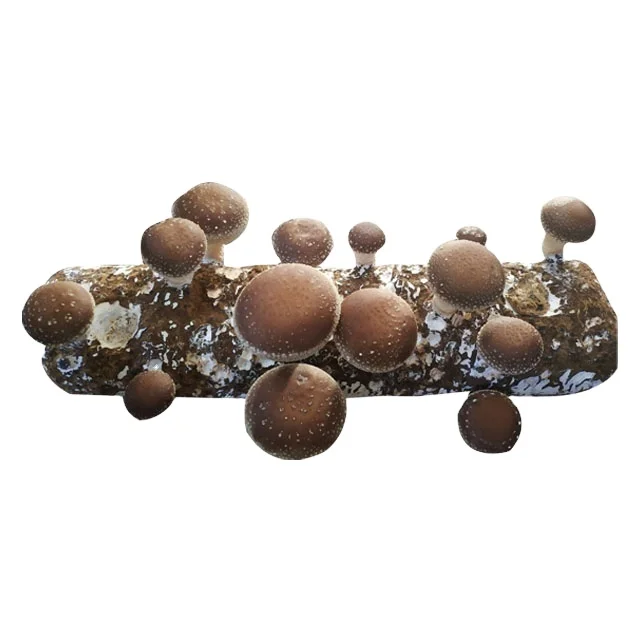  Цена для грибов shiitake оптовая продажа подложка выращивания