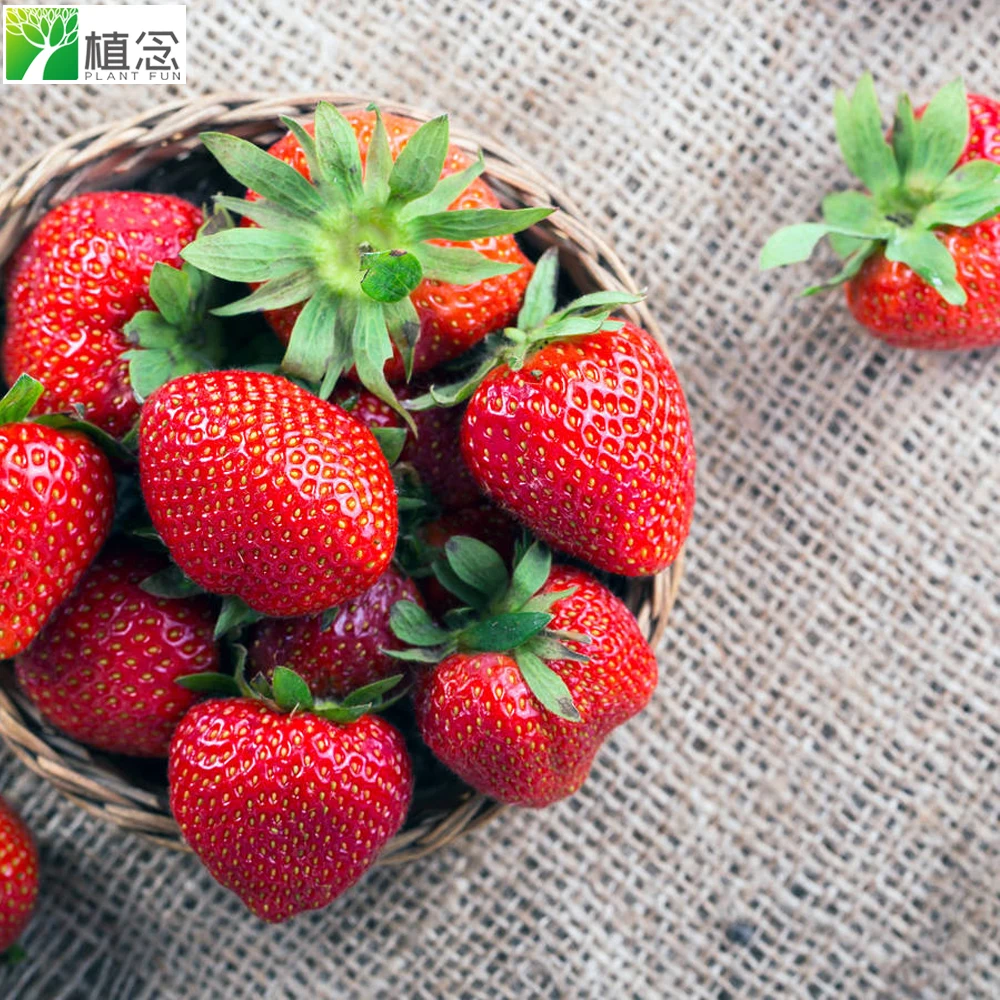 
 Amazon Ebay, Лидер продаж, полный набор семян красной клубники  