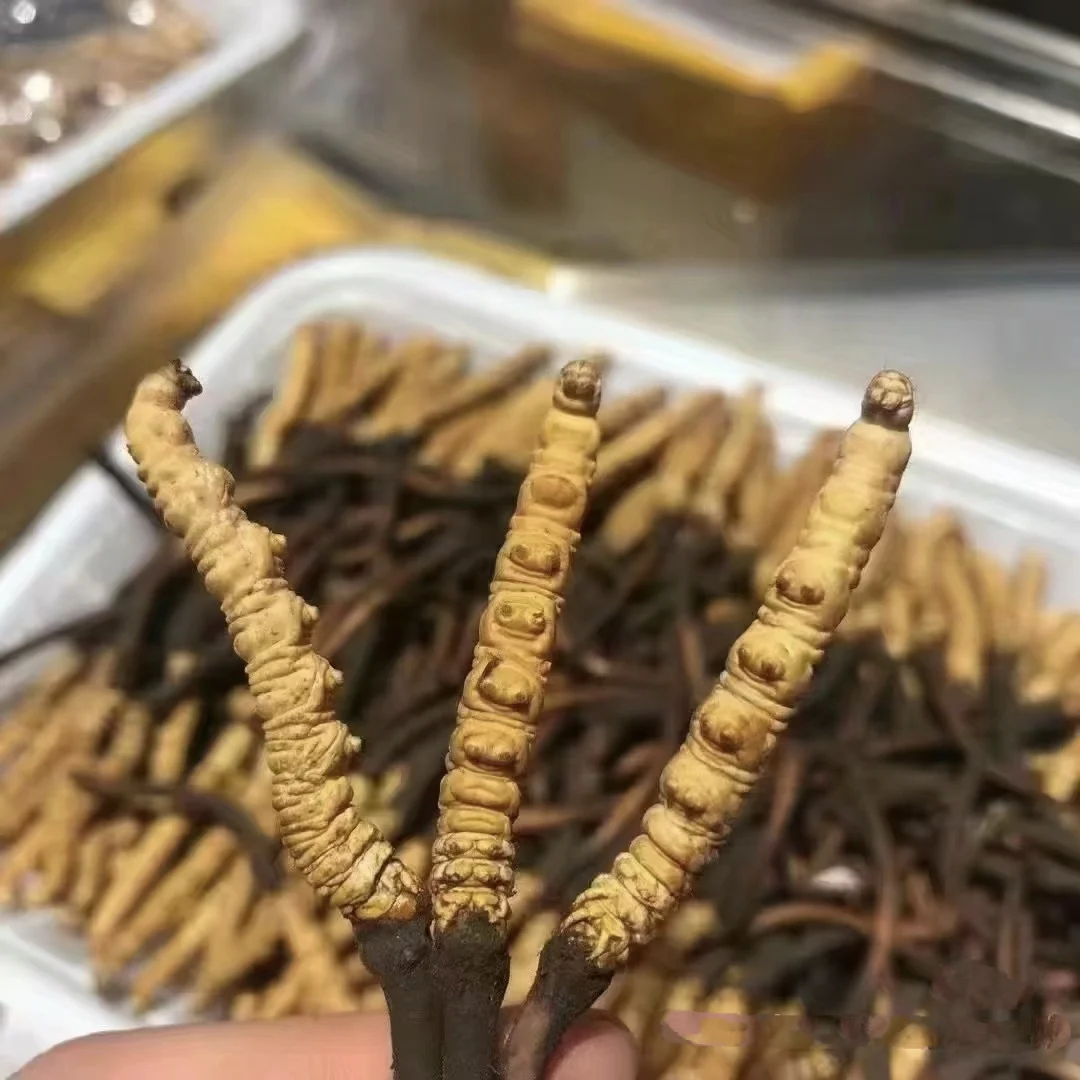 Экстракт Кордицепса